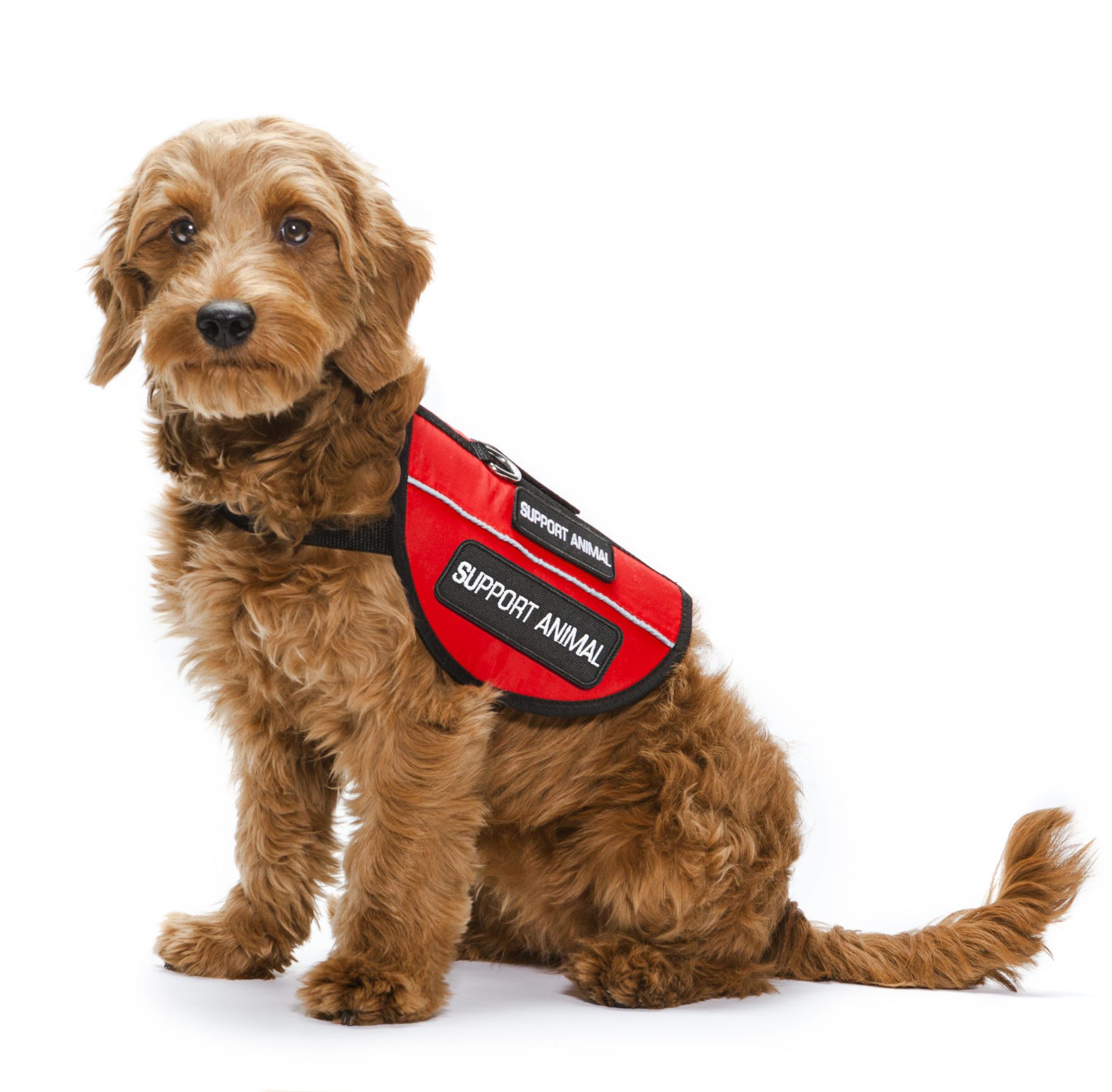 image is of an emotional support animal/emotional support dog